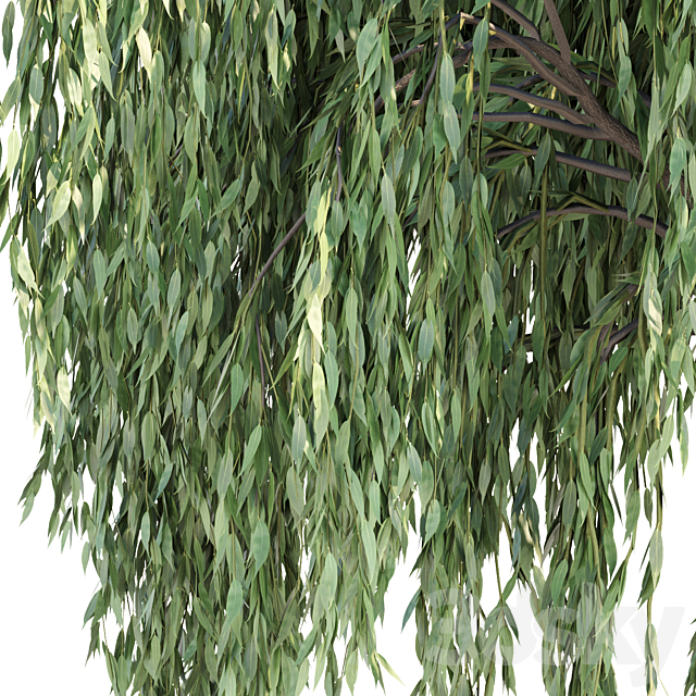 Weeping willow trees collection vol 115 3ds Max - thumbnail 2