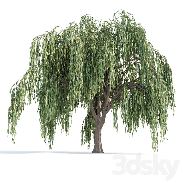 Weeping willow trees collection vol 115 3ds Max - thumbnail 3