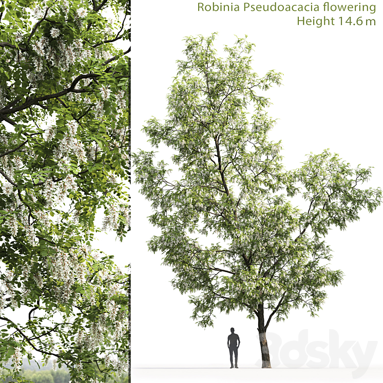 White Acacia | Robinia Pseudoacacia # 3 (14.6m) 3DS Max - thumbnail 1