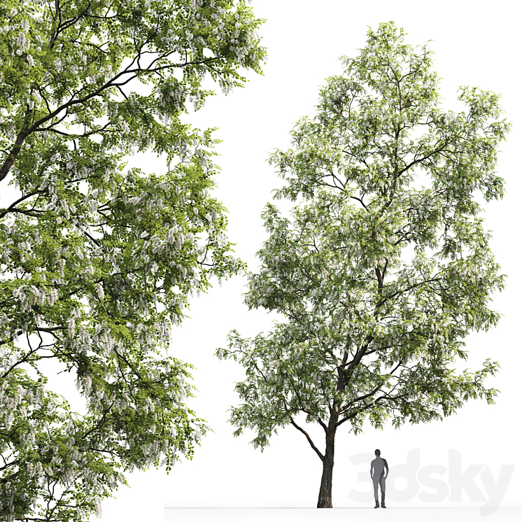 White Acacia | Robinia Pseudoacacia # 3 (14.6m) 3DS Max - thumbnail 2