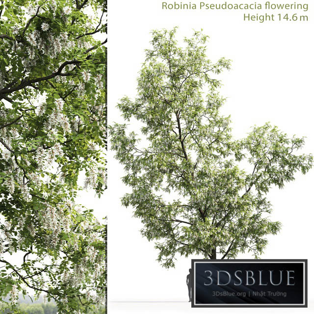 White Acacia | Robinia Pseudoacacia # 3 (14.6m) 3DS Max - thumbnail 3