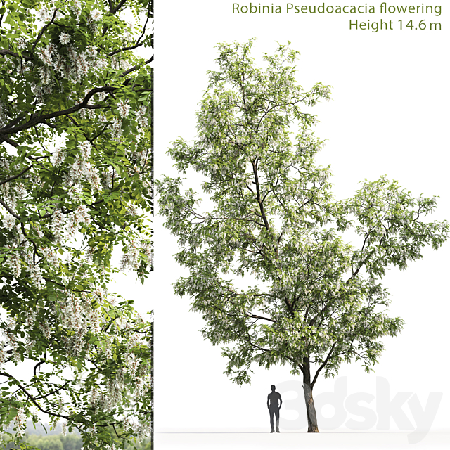 White Acacia | Robinia Pseudoacacia # 3 (14.6m) 3DSMax File - thumbnail 1