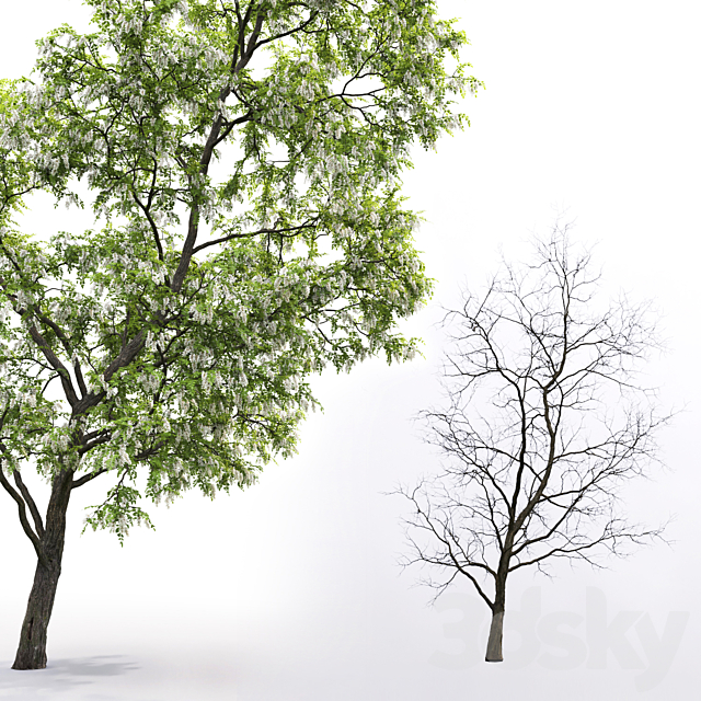 White Acacia | Robinia Pseudoacacia # 3 (14.6m) 3DSMax File - thumbnail 3