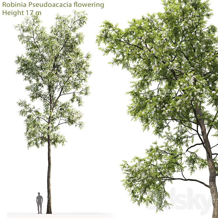 White Acacia | Robinia Pseudoacacia # 4 (17m) 3DS Max - thumbnail 1