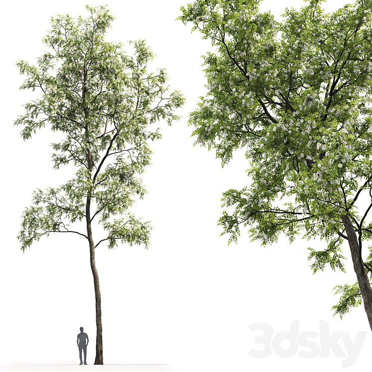 White Acacia | Robinia Pseudoacacia # 4 (17m) 3DS Max - thumbnail 2