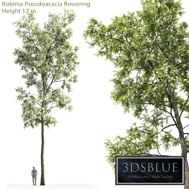 White Acacia | Robinia Pseudoacacia # 4 (17m) 3DS Max - thumbnail 3