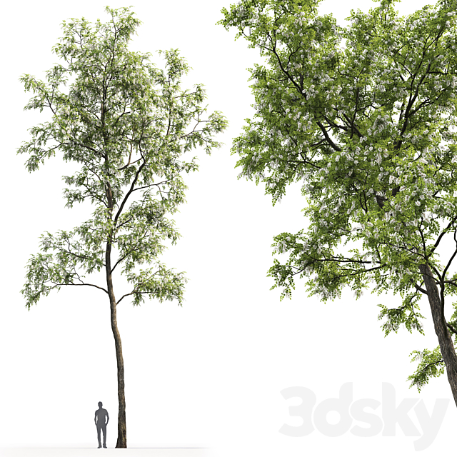 White Acacia | Robinia Pseudoacacia # 4 (17m) 3DSMax File - thumbnail 2