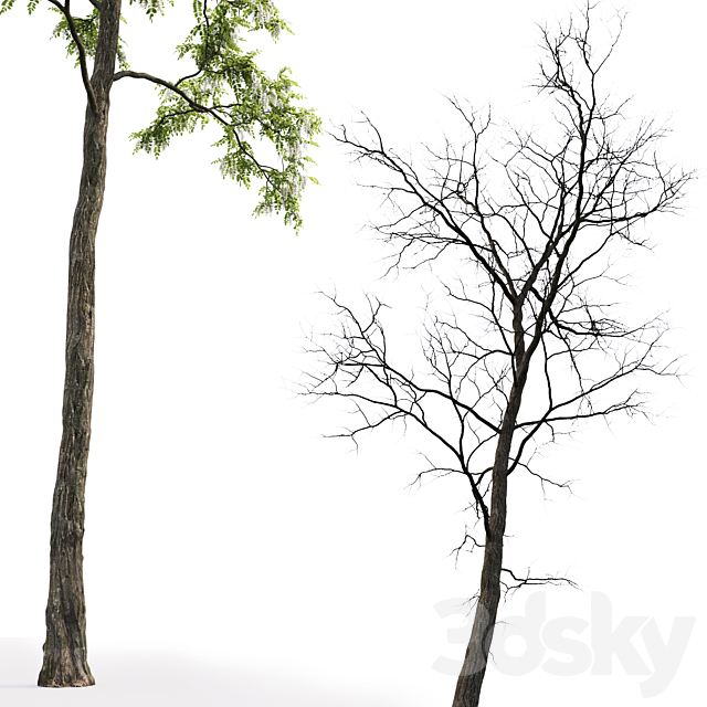 White Acacia | Robinia Pseudoacacia # 4 (17m) 3DSMax File - thumbnail 3