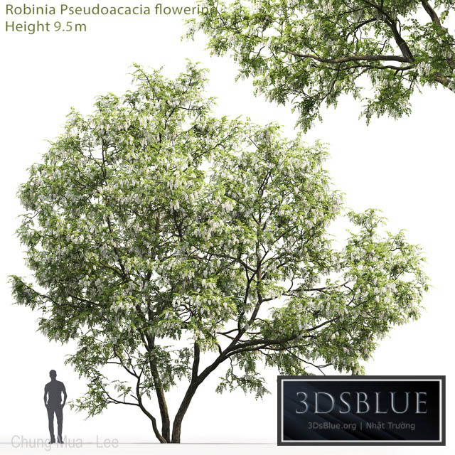 White Acacia | Robinia Pseudoacacia # 5 (9.5m) 3DS Max - thumbnail 3