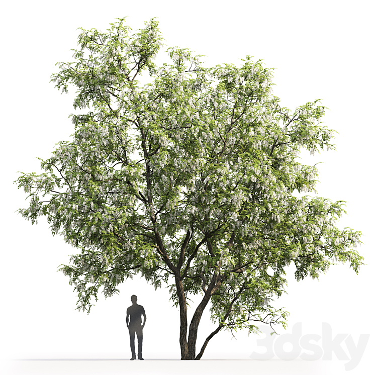 White Acacia | Robinia Pseudoacacia # 5 (9.5m) 3DS Max - thumbnail 2