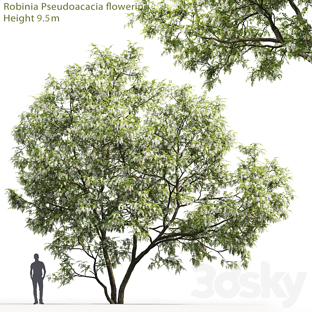 White Acacia | Robinia Pseudoacacia # 5 (9.5m) 3DSMax File - thumbnail 1