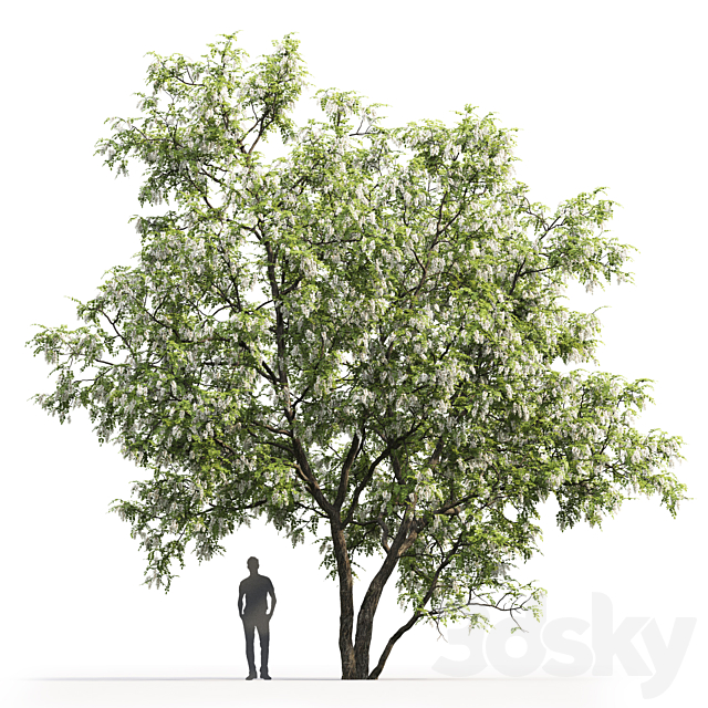 White Acacia | Robinia Pseudoacacia # 5 (9.5m) 3DSMax File - thumbnail 2