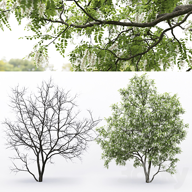 White Acacia | Robinia Pseudoacacia # 5 (9.5m) 3DSMax File - thumbnail 3