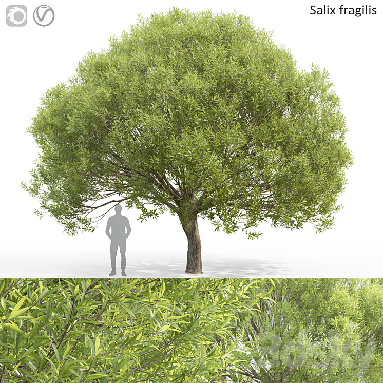 Willow 3DS Max Model - thumbnail 1