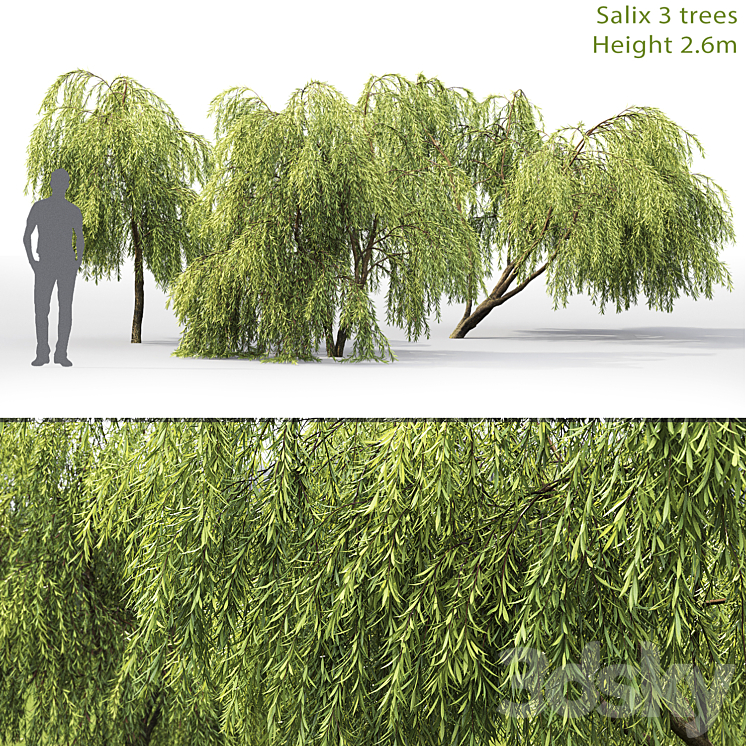 Willow 3DS Max - thumbnail 1