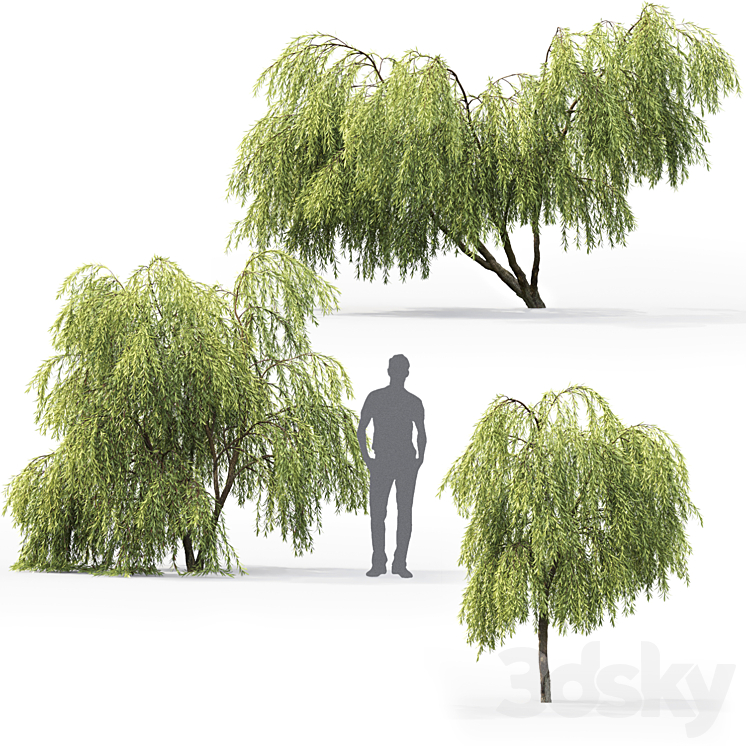 Willow 3DS Max - thumbnail 2