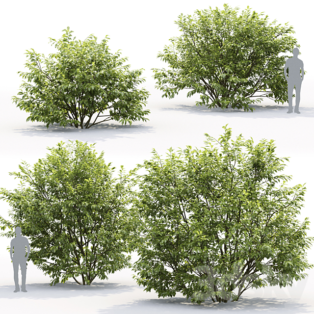 Willow 3DSMax File - thumbnail 2