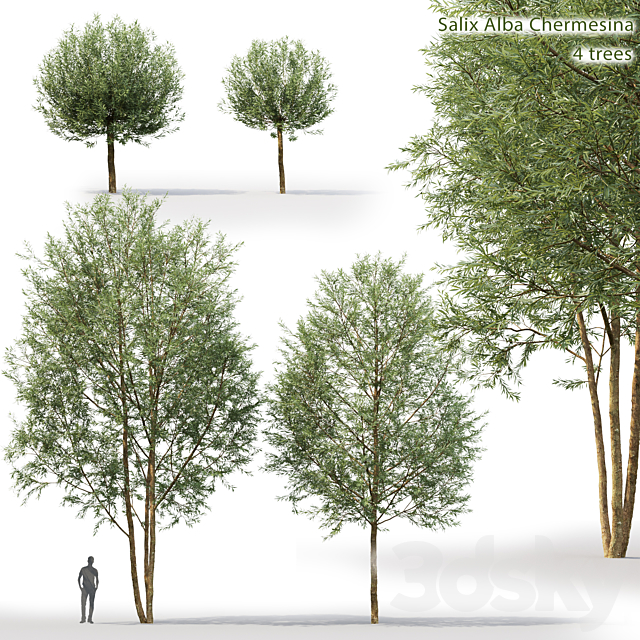 Willow 3DSMax File - thumbnail 1