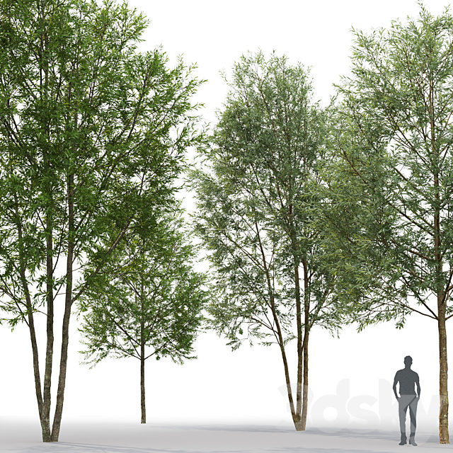 Willow 3DSMax File - thumbnail 2