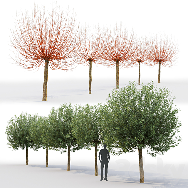 Willow 3DSMax File - thumbnail 3