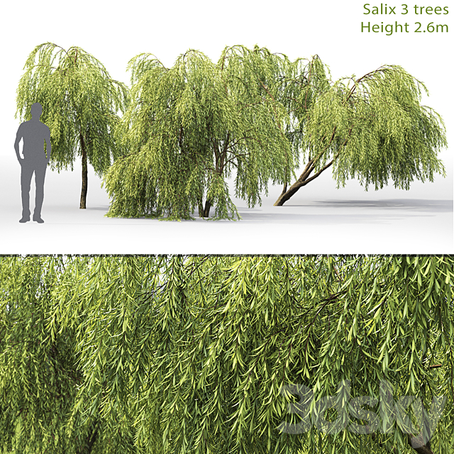 Willow 3DSMax File - thumbnail 1