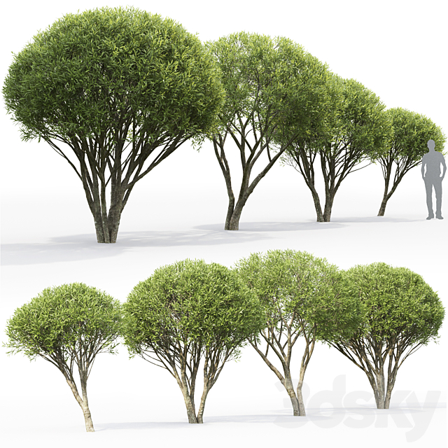 Willow 3DSMax File - thumbnail 2