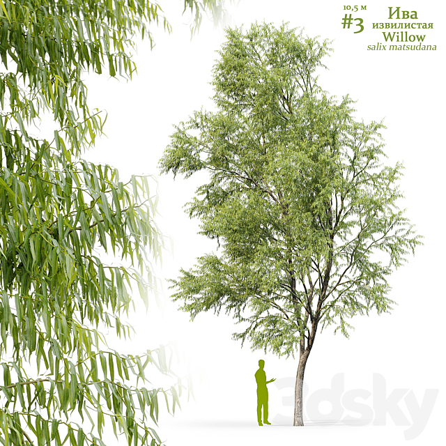 Willow _ Salix matsudana #3 3ds Max - thumbnail 1