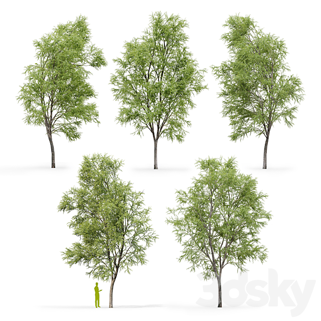 Willow _ Salix matsudana #3 3ds Max - thumbnail 2