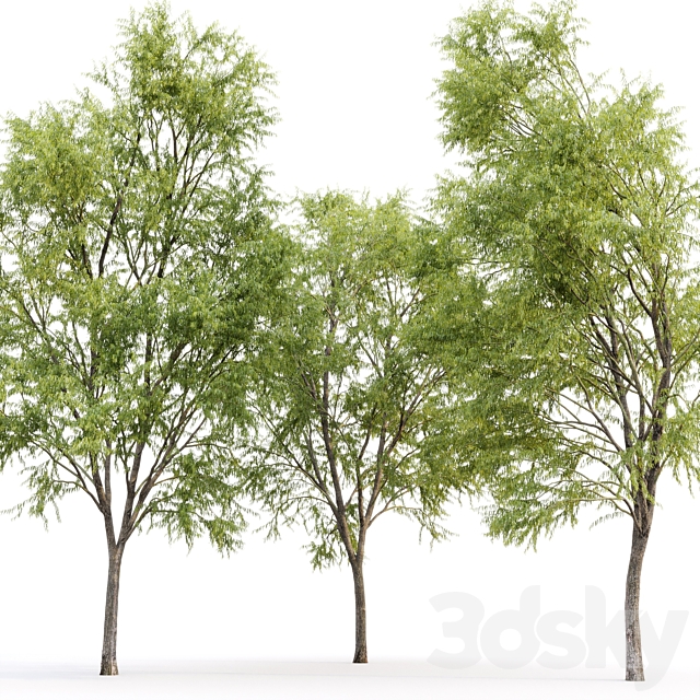 Willow _ Salix matsudana #3 3ds Max - thumbnail 3