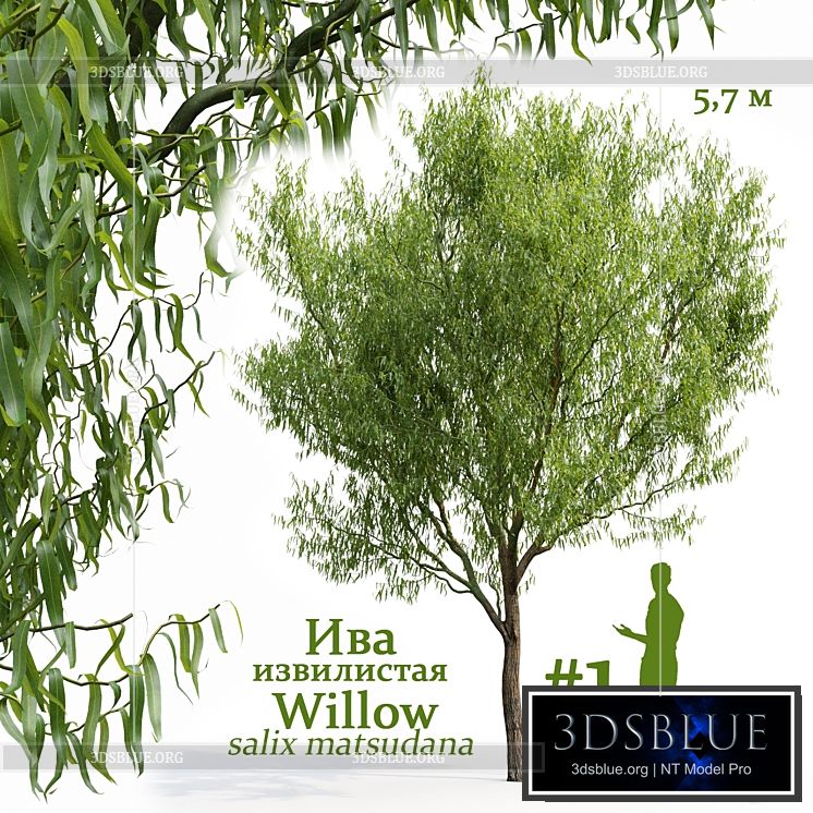 Willow \/ Salix matsudana # 1 3DS Max - thumbnail 3