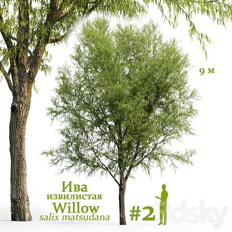 Willow \/ Salix matsudana #2 3DS Max Model - thumbnail 1