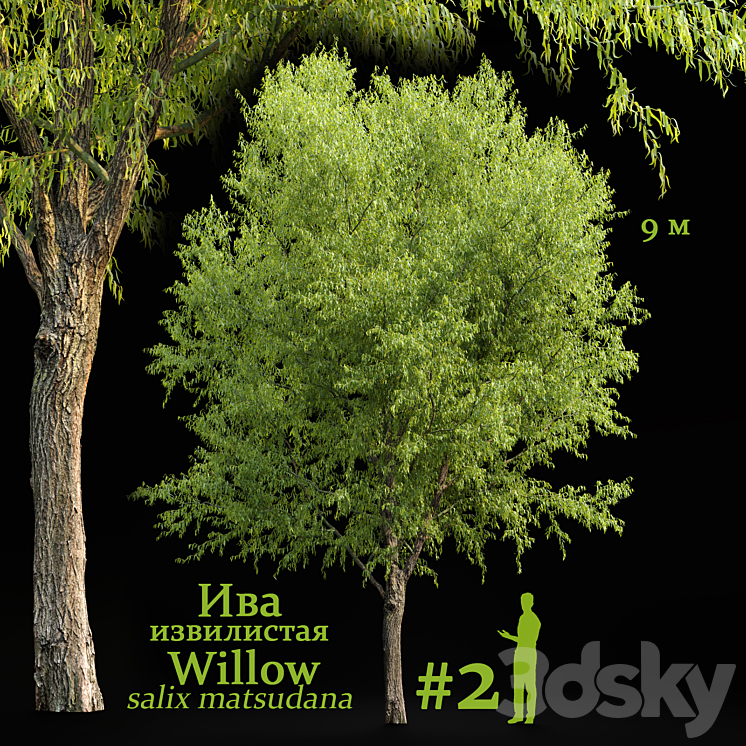 Willow \/ Salix matsudana #2 3DS Max Model - thumbnail 2