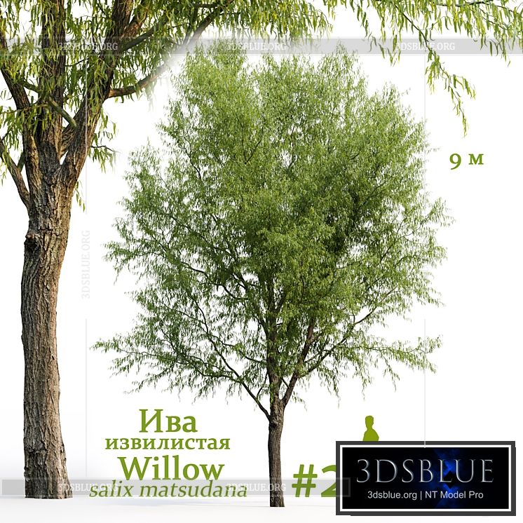 Willow \/ Salix matsudana #2 3DS Max - thumbnail 3