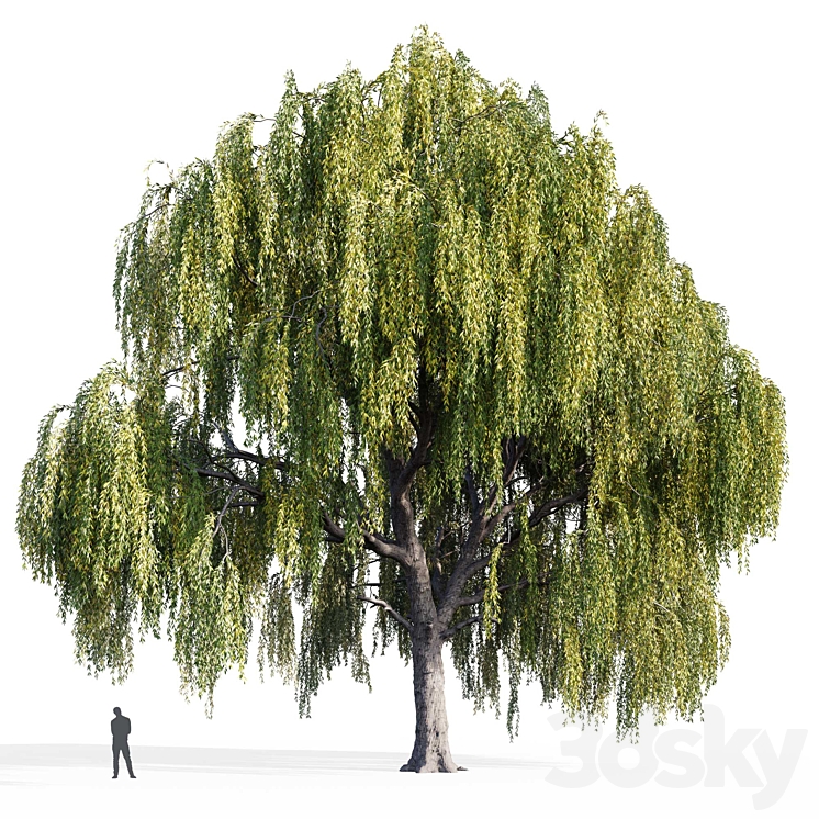 Willow (Salix Willow) 3DS Max - thumbnail 1