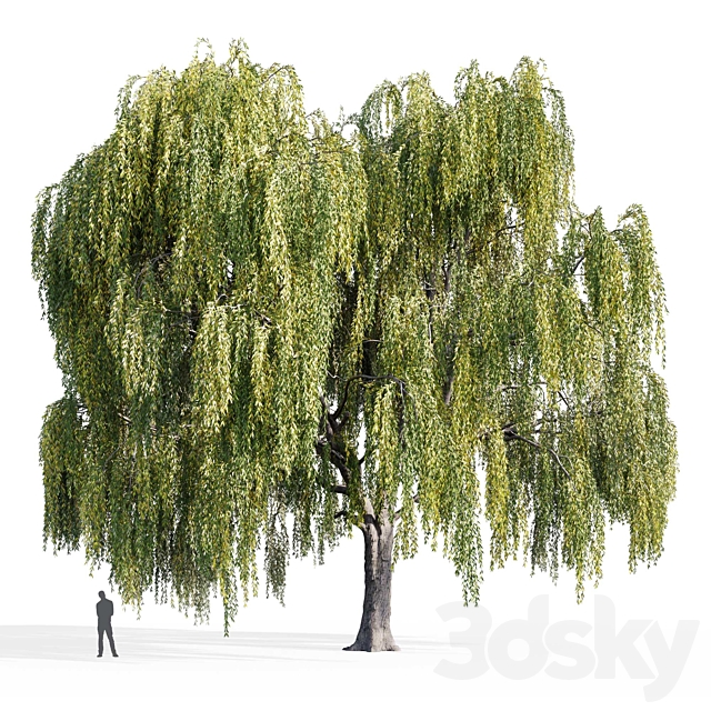 Willow (Salix Willow) 3dsMax Model - thumbnail 2