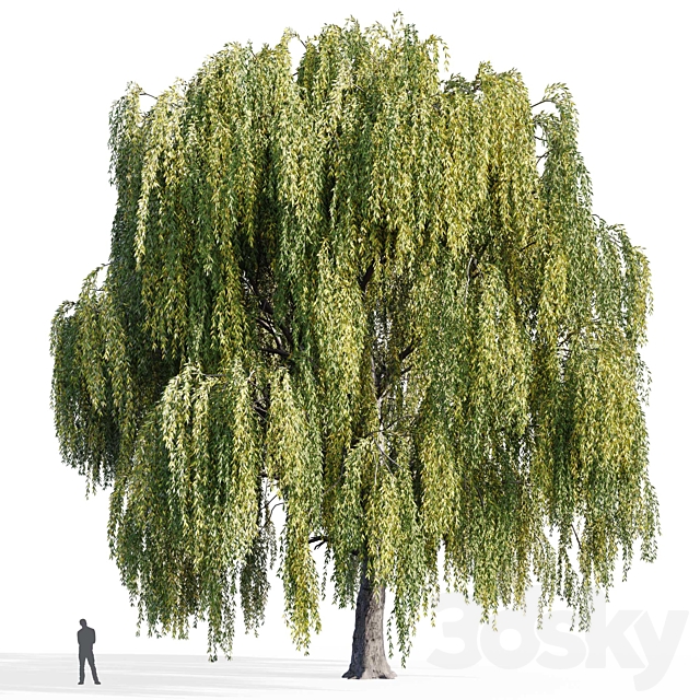 Willow (Salix Willow) 3dsMax Model - thumbnail 3