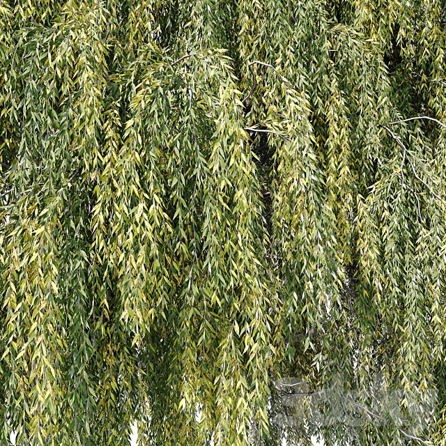 Willow (Salix Willow) 3dsMax Model - thumbnail 4