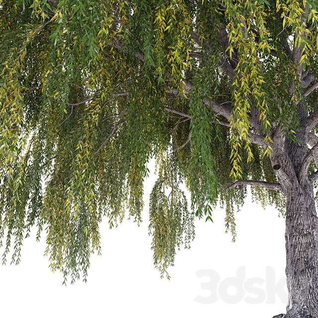 Willow (Salix Willow) 3dsMax Model - thumbnail 5