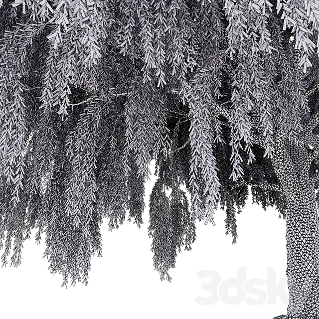 Willow (Salix Willow) 3dsMax Model - thumbnail 6