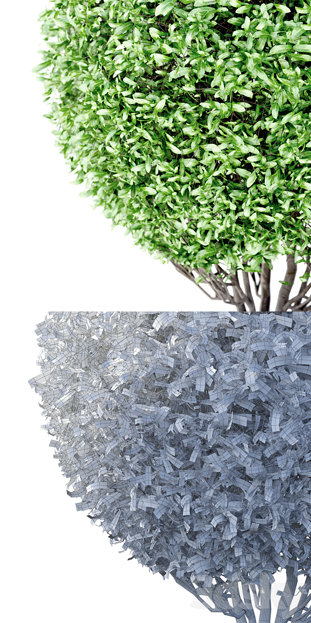 Willow tree and tree | Salix Sphere 3DS Max Model - thumbnail 2