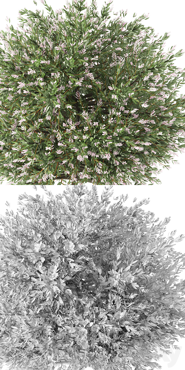 Willow whole-leafed tree | Salix integra ‘Hakuro Nishiki’ 3DS Max Model - thumbnail 2