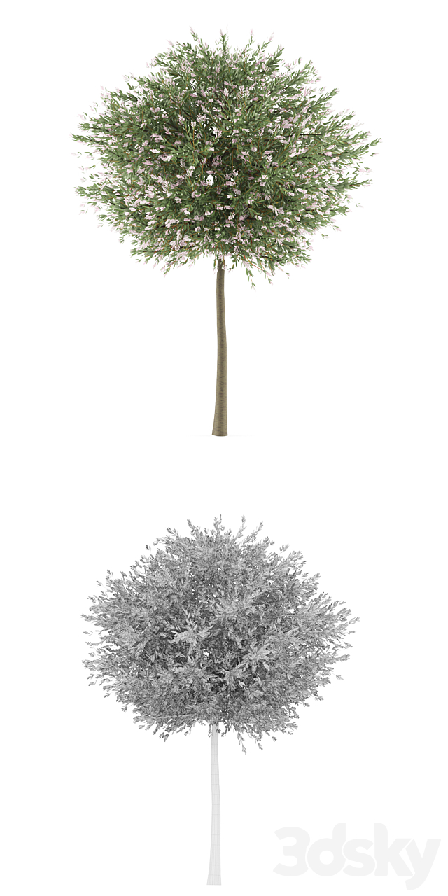 Willow whole-leafed tree | Salix integra ‘Hakuro Nishiki’ 3DS Max Model - thumbnail 3