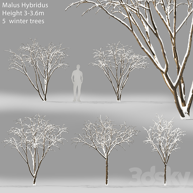 Winter apple tree | Malus Hybridus winter # 1 3DS Max - thumbnail 1