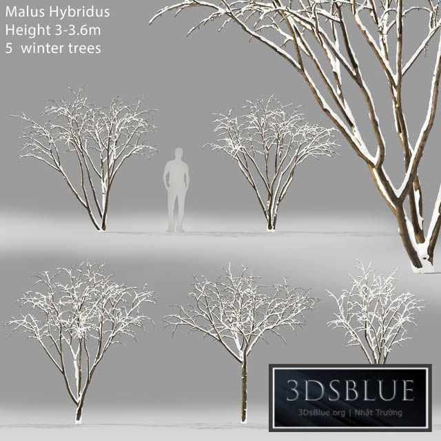 Winter apple tree | Malus Hybridus winter # 1 3DS Max - thumbnail 3