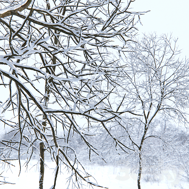 Winter Ash 3DS Max Model - thumbnail 3