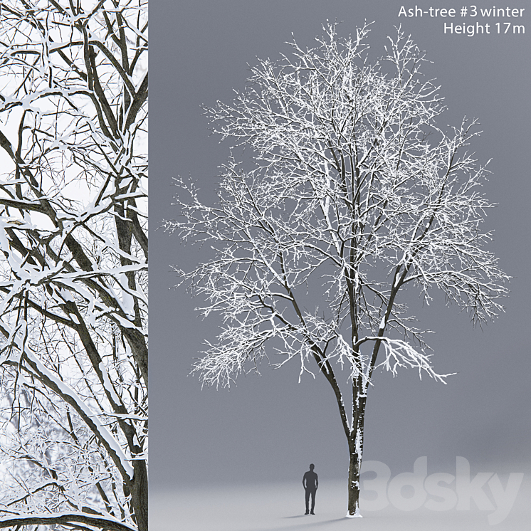 Winter Ash | Ash-tree winter # 3 (17m) 3DS Max - thumbnail 1