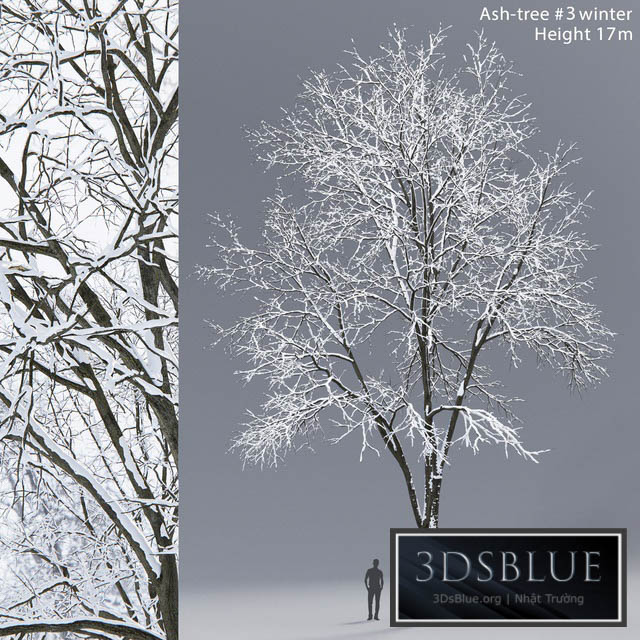 Winter Ash | Ash-tree winter # 3 (17m) 3DS Max - thumbnail 3