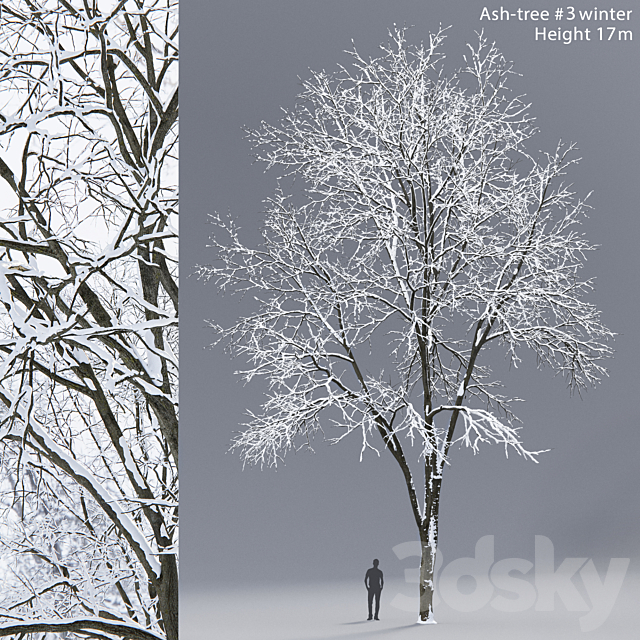 Winter Ash | Ash-tree winter # 3 (17m) 3dsMax Model - thumbnail 1