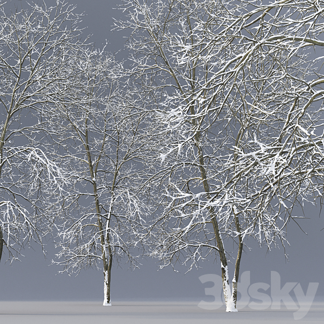 Winter Ash | Ash-tree winter # 4 (18m) 3DS Max Model - thumbnail 2