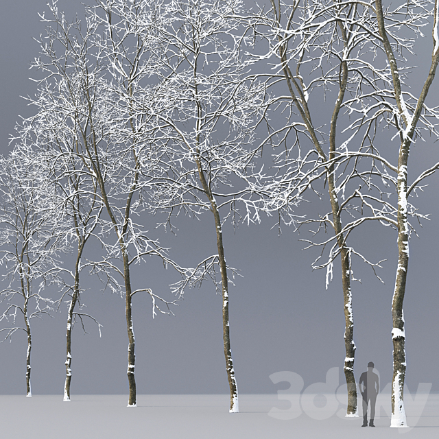 Winter Ash | Ash-tree winter # 6 (19.8-22.6) 3DS Max Model - thumbnail 2